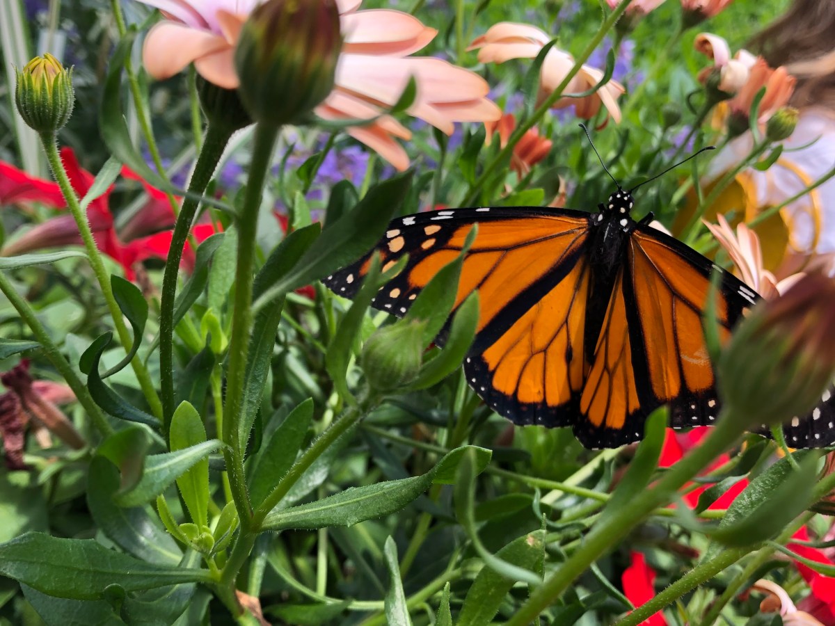 Protecting Pollinators