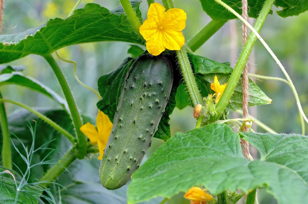 CUCUMBER