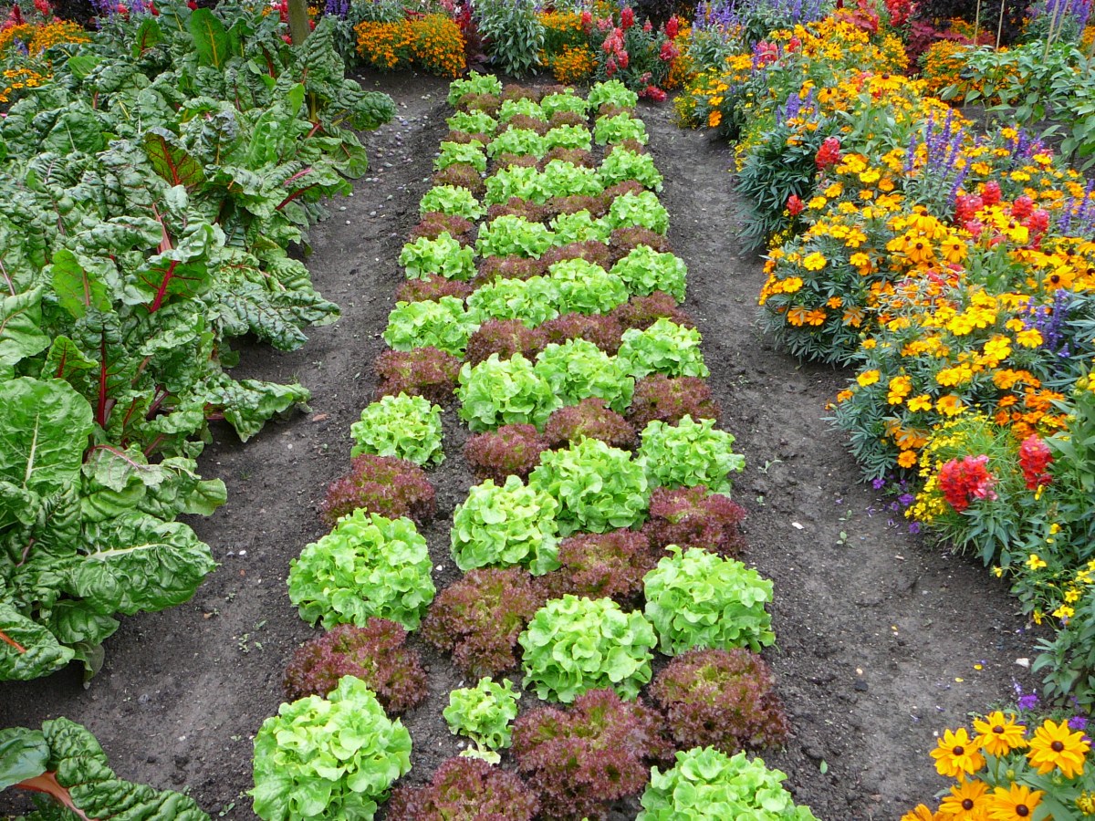 Edible Flowers for Vegetable Gardens