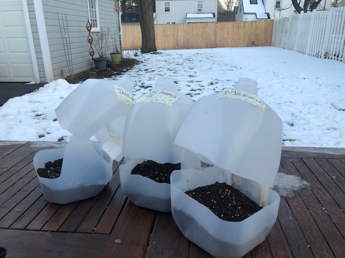 Winter Sowing for Wildflowers