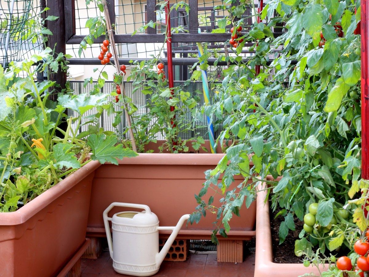 City Grown: Container Gardening with Vegetables