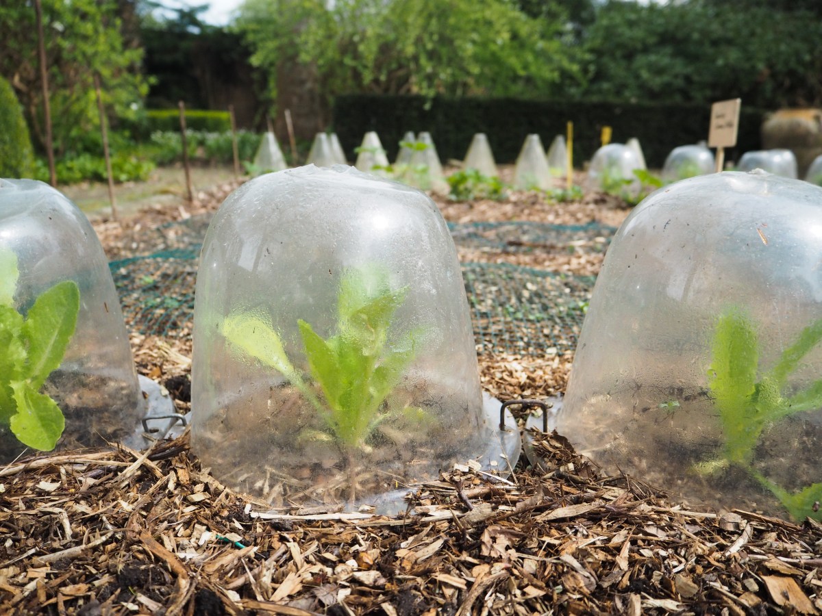 Make Your Own: Mini-Greenhouse