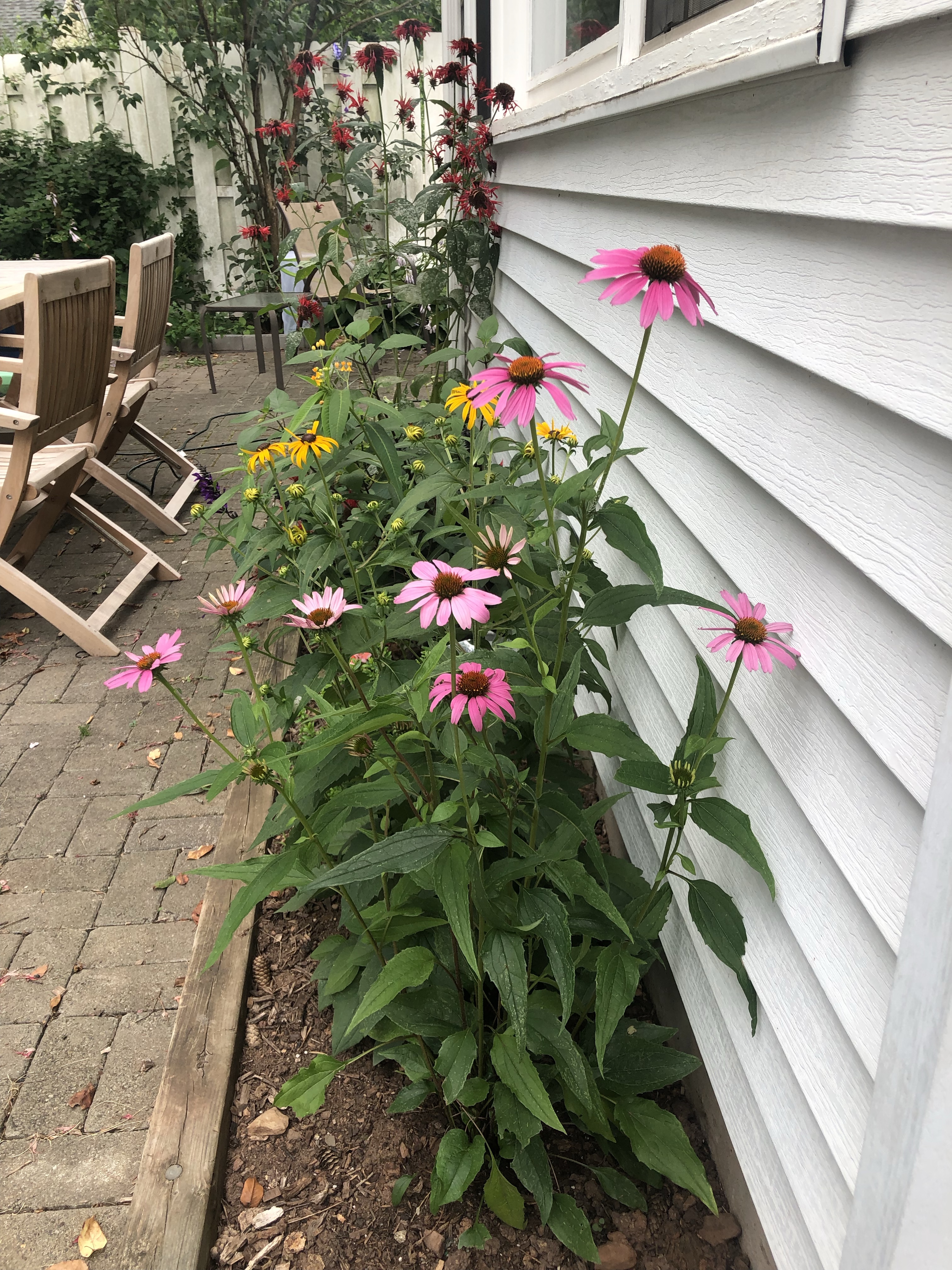 10 Native Plants for Pollinator Gardens – Bazaar Gardening