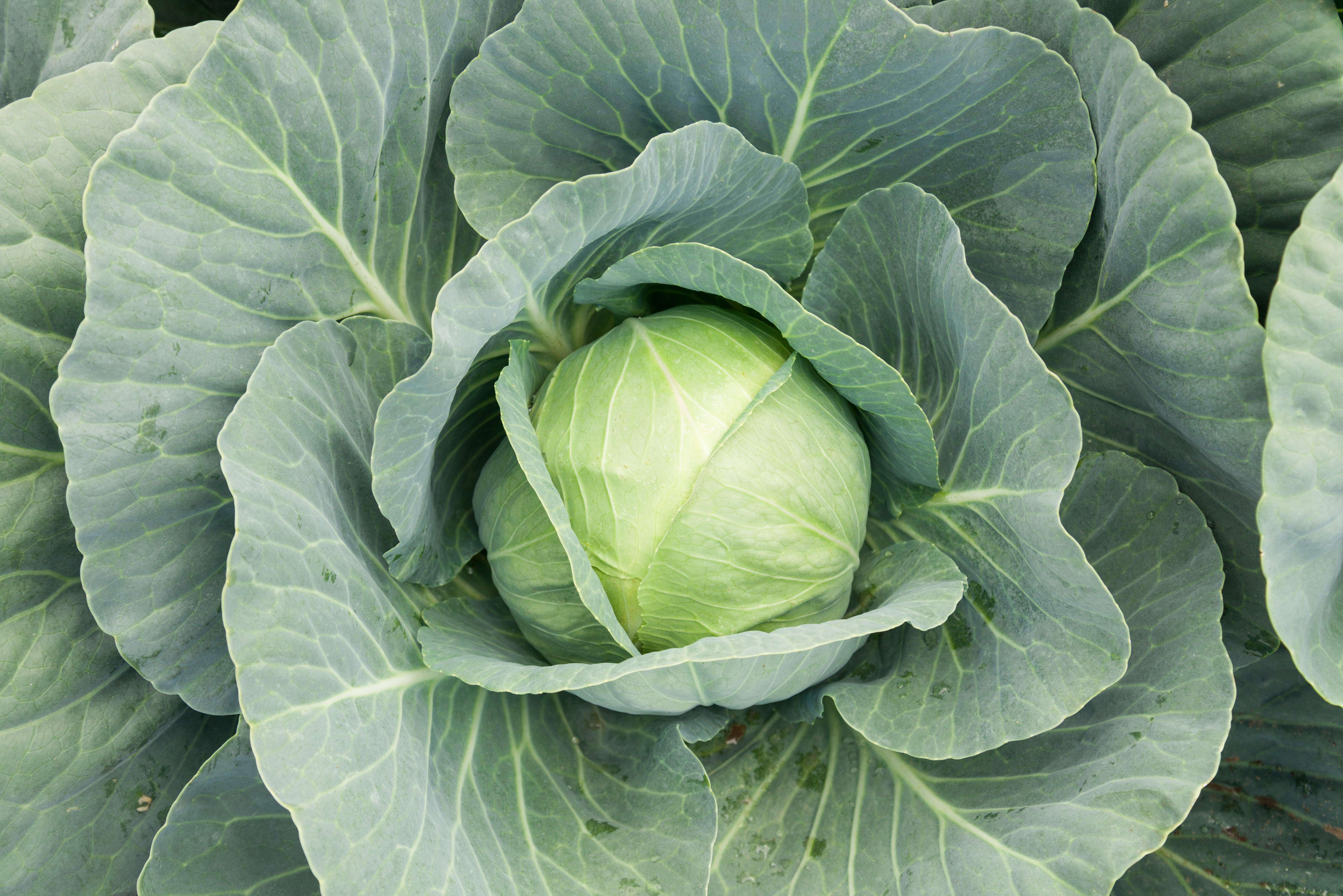 CABBAGE