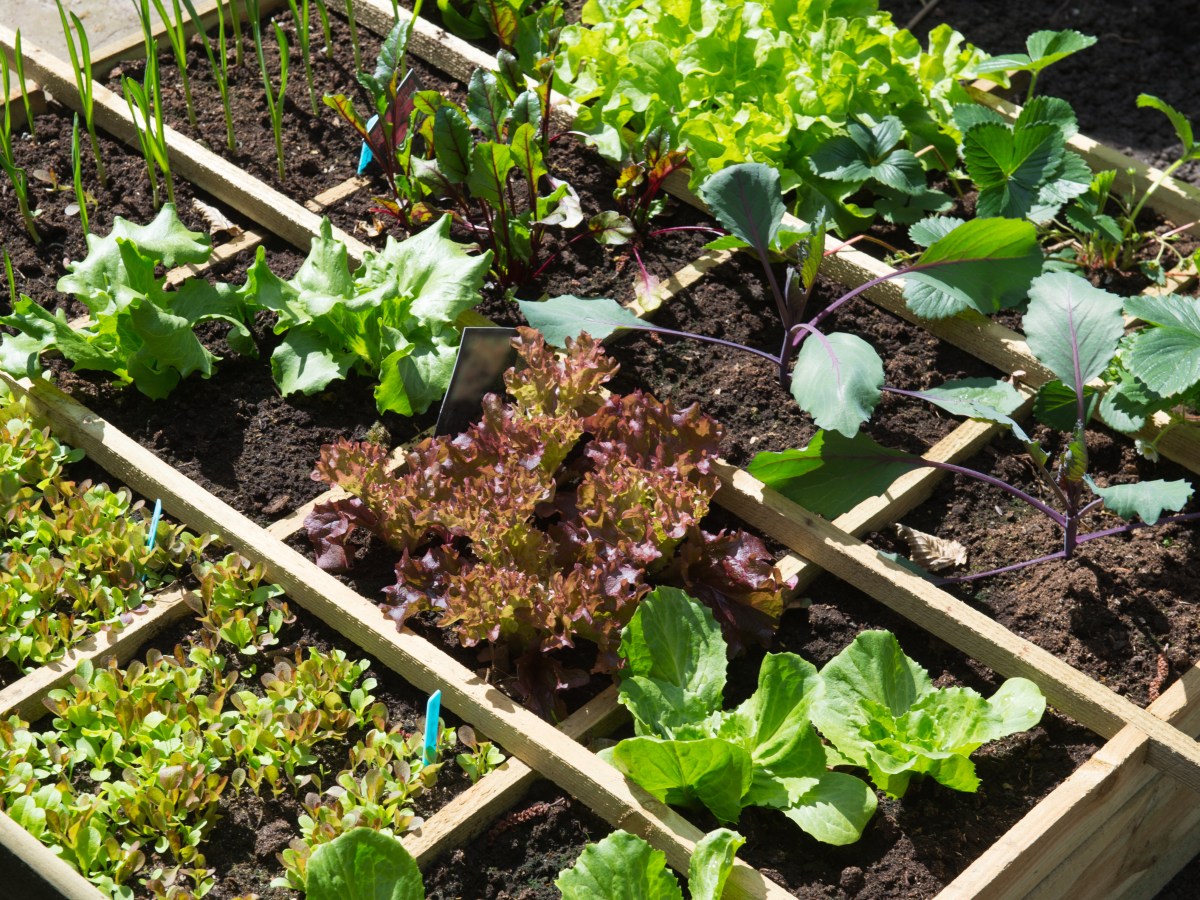 Simple Square Foot Gardening