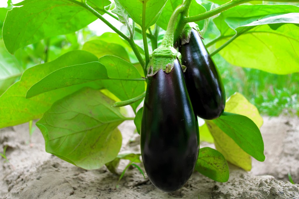 EGGPLANT